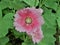Pink Hollyhocks flowersor Althaea rosea flower blossoms on a summer day in the garden