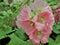 Pink Hollyhocks flowersor Althaea rosea flower blossoms on a summer day in the garden