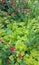 Pink honeysuckle and iris stems with bright green creeping groundcover