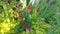 Pink honeysuckle and iris stems with bright green ground cover and scattered rose petals