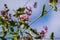 Pink honeysuckle Lonicera hispidula flowers, California