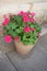 A pink Horseshoe Geranium growing in a ceramic pot also known as a Zonal Pelargonium