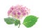 Pink hortensia