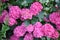 Pink Hortensia bush in the garden,Hydrangea