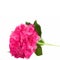 Pink hortensia flower branch