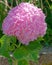 Pink Hortensia flower natural bouquet