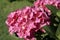 Pink hortensia flowers