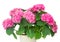 Pink hortensia flowers