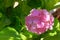 Pink hortensia flowers blooming. Spring background of nature. Landscaping and decoration in spring and summer season