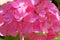 Pink hortensia flowers blooming. Spring texture of nature. Landscaping and decoration in spring and summer season