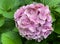 Pink Hortensia hydrangea macrophylla Homigo in the botany in autumn