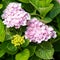 Pink Hortensia Magical, rose hydrangea with small blossoms