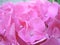 Pink hortensias flowers blossom closeup