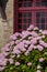 pink hortensias flowers in a garden