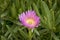 Pink Hottentot Fig on the Lizard Peninsula, Cornwall UK