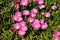 pink Hottentot figs in Brittany