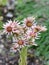 Pink House leek Sempervivum tectorum flowers