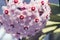 Pink Hoya Carnosa or Wax plant Flower