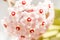 Pink Hoya Carnosa or Wax plant Flower