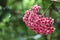 Pink Hoya flower