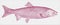 Pink or humpback salmon oncorhynchus gorbuscha, marine fish from the Pacific Ocean