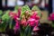 Pink Hyacint flower