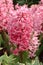 Pink hyacinth