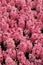 Pink hyacinth