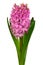 Pink hyacinth