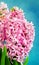 Pink Hyacinth