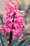 Pink Hyacinth