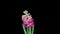 Pink hyacinth blooming time lapse on black background