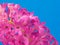 Pink hyacinth on blue