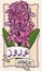 Pink Hyacinth Bouquet with Ribbons to Celebrate Persian Nowruz, Vector Illustration
