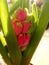 Pink Hyacinth bulb blooming. Colorful flower