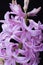 Pink Hyacinth flower blooming luxuriously on a black background