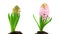 Pink hyacinth flower blooming timelapse