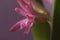 Pink hyacinth flower close. macro of the flower