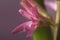 Pink hyacinth flower close. macro of the flower
