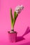 Pink hyacinth flower Hyacinthus orientalis on a pink background, shadow. First spring flower. greeting card.