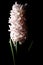 Pink hyacinth flower material