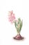 Pink hyacinth flower watercolor painting.