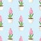 Pink hyacinth flowers in pots on a blue background. Vector seamless pattern