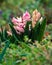 Pink hyacinth flowers after rain