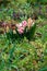 Pink hyacinth flowers after rain