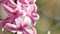 Pink hyacinth flowers in spring. Pink flowers sway in the wind. Side view. Extrem close-up.