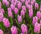 Pink Hyacinth Garden