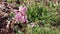 Pink Hyacinth in the Grass