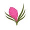 Pink Hyacinth herb realistic vector. Curcuma flower with green leaves.