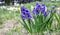 Pink Hyacinth Hyacinthus orientalis in the spring garden